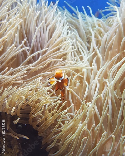 Foto clown fish on coral reef