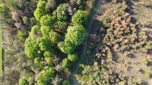 Photography Aerial view of a dirt path dividing lush green and dry forest