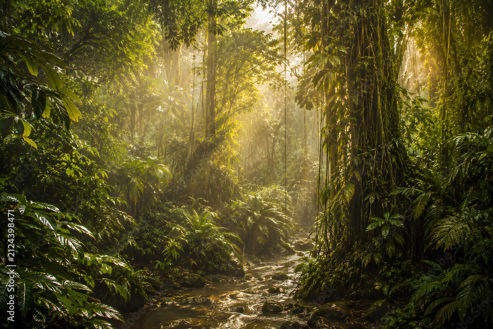 Obraz premium Sunbeams Through a Lush Tropical Rainforest with Flowing Jungle Stream