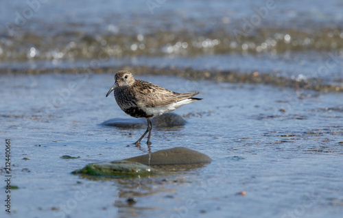 solitary Dunlin, calidris alpina Standing in Shallow Blue Tidal Water on Rocky Coastal Beach at Low Tide