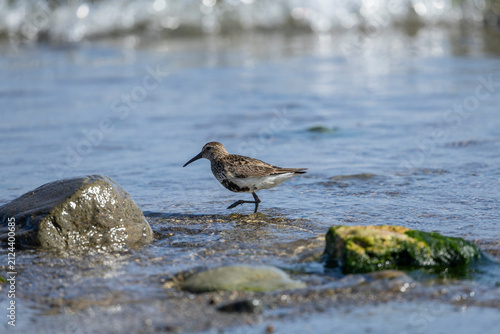 solitary Dunlin, calidris alpina Standing in Shallow Blue Tidal Water on Rocky Coastal Beach at Low Tide