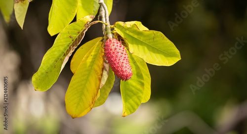 close up of the red fruit of the japenese bigleaf magnolia plant