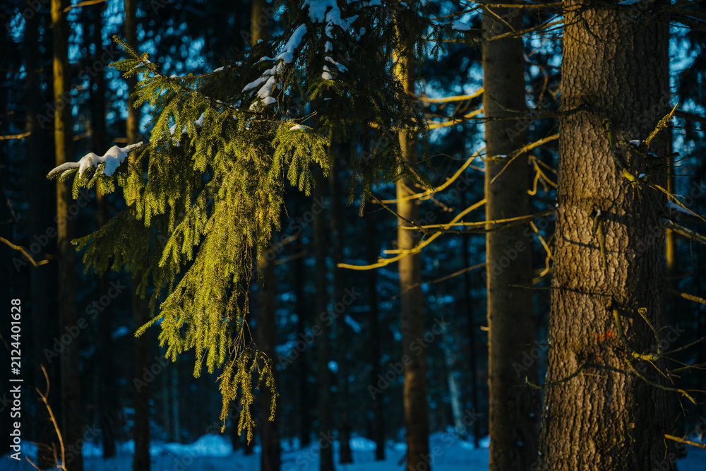 Fototapeta premium Snowy winter landscape in forest during sunrise