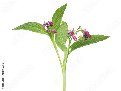 Comfrey fresh plant with flowers and leaves isolated on white, Symphytum officinale