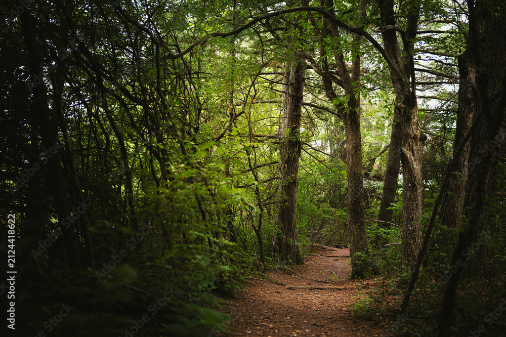 Obraz premium Vermont forest bathing hiking trail in Middlebury, a mindful practice site immersing senses in wooded environment