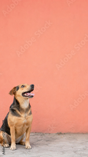 Cheerful mixed breed dog sitting on a concrete floor against a warm coral wall, looking upward with ample copy space.