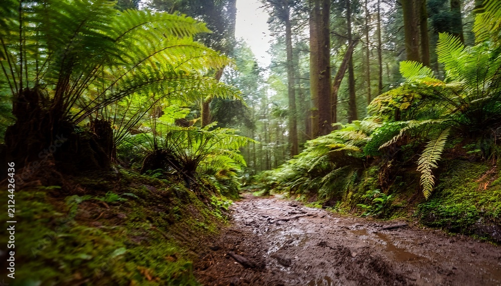 Naklejka premium a low angle view of a muddy forest path surrounded by lush green ferns and trees
