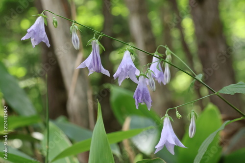 Sobana flowers blooming in the forest