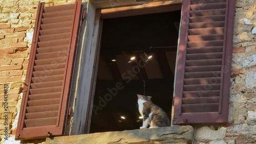 Tabby cat sitting on rustic windowsill