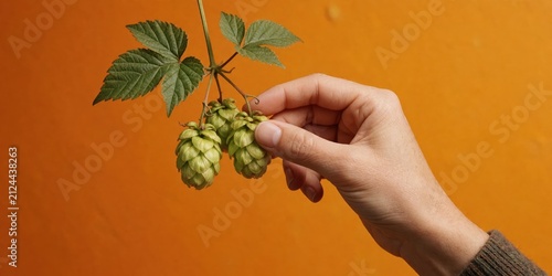 Hand picking fresh green hops cones from the bine for craft beer brewing and agriculture