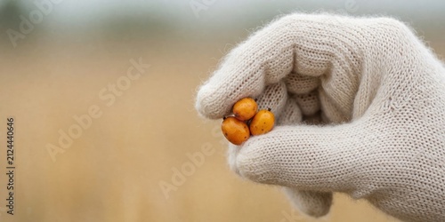 Gloved hand holding fresh orange sea buckthorn berries outdoors, agricultural harvesting and organic superfood concept