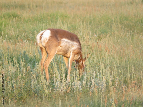 Konstfotografi Rear View of Pronghorn Grazing in Long Grasses on South Dakota Plain