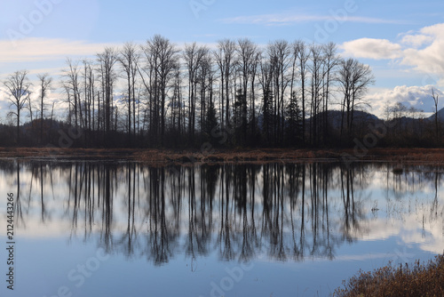 Evening trees reflecting in tranquil lake