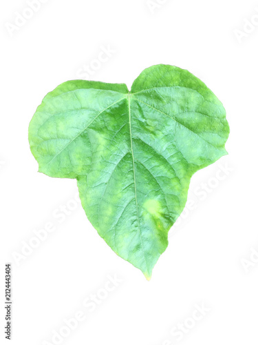 Isolated Fetid passionflower or Stinking Passionflower Leaf with clipping paths.