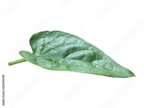 Isolated Malabar Spinach Leaf with clipping paths.
