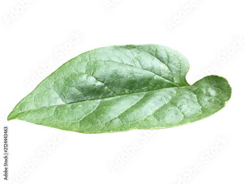 Isolated Malabar Spinach Leaf with clipping paths.