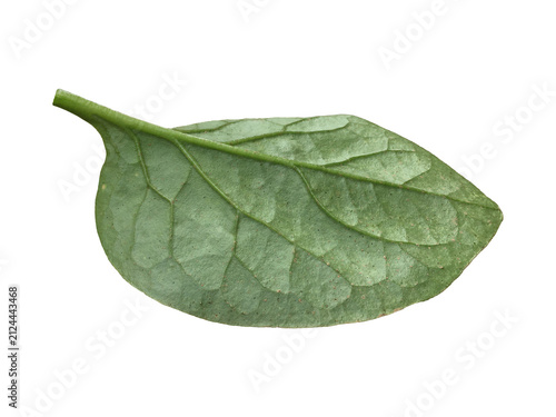 Isolated back side of Malabar Spinach Leaf with clipping paths.