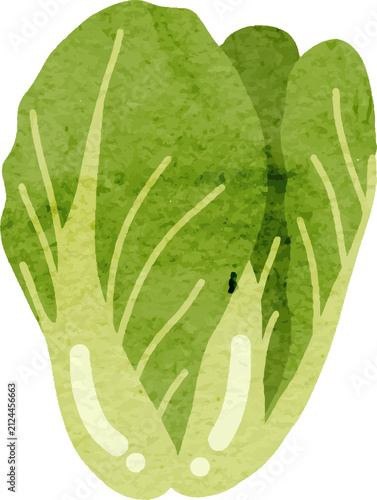 Konstfotografi Bok choy watercolor style with transparent background