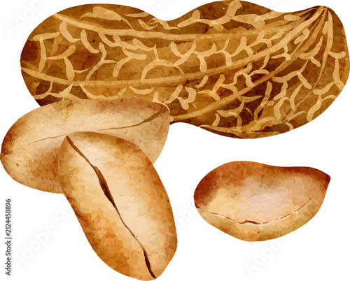Cuadro en lienzo Watercolor peanut illustration with cracked shell and kernels