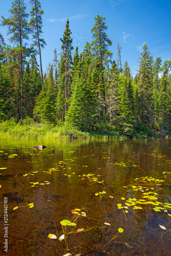 Brown Waters on the Shores of a North Woods Lake