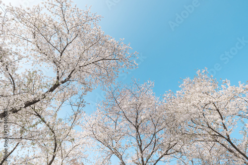 Foto blooming cherry blossoms