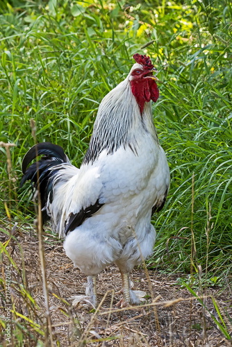 Rooster