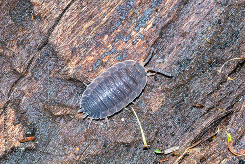 Obraz na plátne Common Rough Woodlouse Crawling On Bark