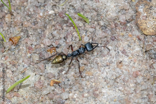 Fotografía Tawny Legged Jack Jumper Ant Foraging