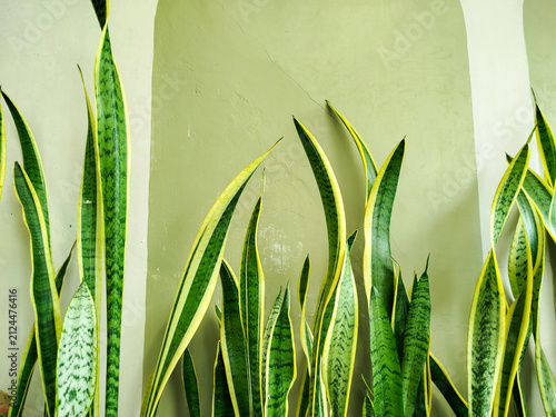 Foto Beautiful Dracaena trifasciata 'Laurentii' (Snake Plant) featuring variegated green leaves with yellow margins against a green wall background