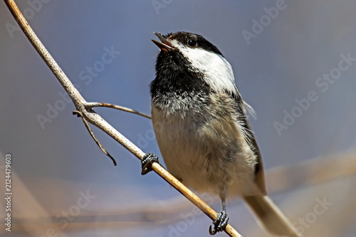 Black-capped Chickadee