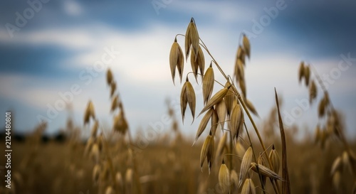 Ripe Oat Stalks Swaying Gently in a Golden Agricultural Field Under a Cloudy Sky