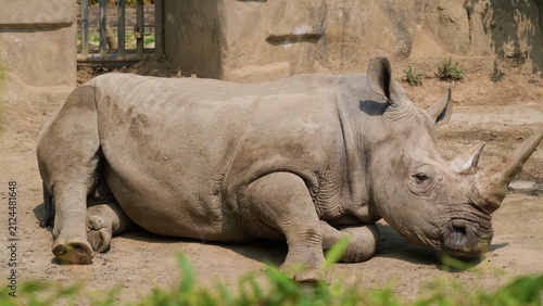 Konstfotografi white rhino in the wild, rhinoceros in its natural habitat in the afternoon, sid