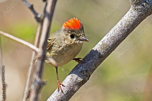 ruby-crowned kinglet