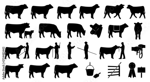 Show steer and heifer silhouette vector collection featuring cattle livestock farmers and agricultural exhibition illustrations
