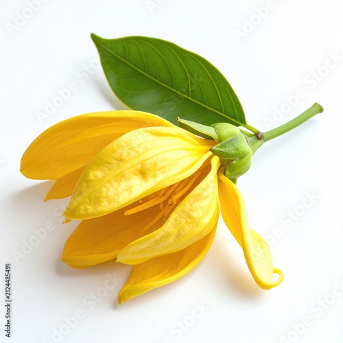 Bright yellow exotic flower with long, delicate petals and a green leaf