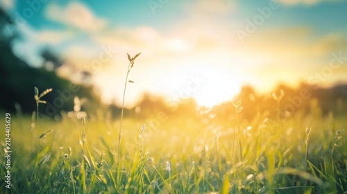 Serene sunset over lush green field, tall grass illuminated by golden hour light