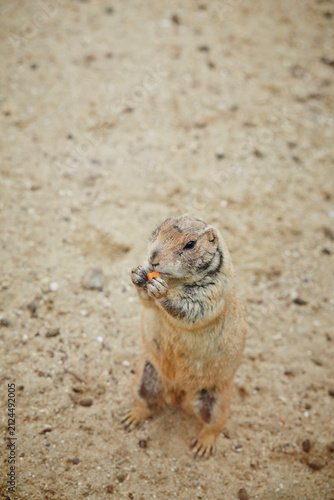 Photography Animals in the outdoor zoo