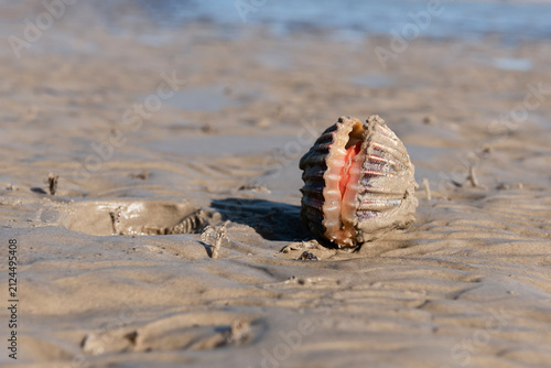 Partially opened cockle on the beach