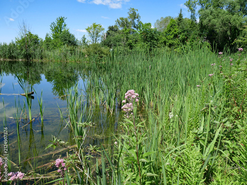 Quadro su tela Pond surrounded by rushes and wildflowers