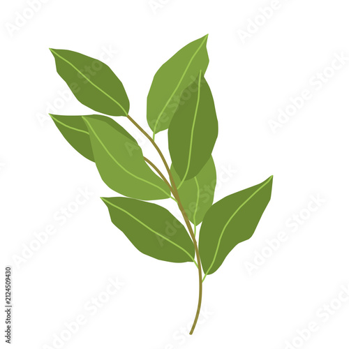 Bay leaf illustration. Bay leaf spice. Bay leaf aroma. Green bay leaf vector. Illustration of young bay leaves. Flat design of branched bay leaves 