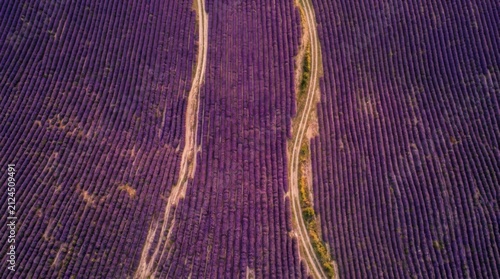 Aerial View of a Vast Lavender Field with a Winding Path.