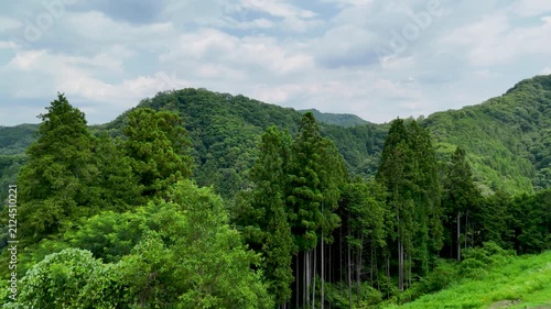 Lush Summer Forest Scenery in Japan
