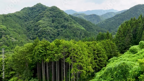 Lush Summer Forest Scenery in Japan