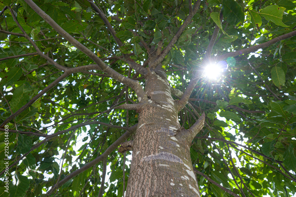 Fototapeta premium Balanced tree canopy with green leaves in natural landscape