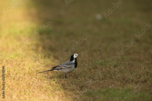 The white wagtail (Motacilla alba dukhunensis) is a small passerine bird in the family Motacillidae. This photo was taken in west India.