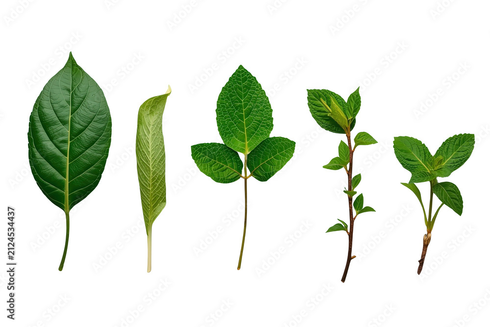 Fototapeta premium Assorted green leaves and young plant sprigs