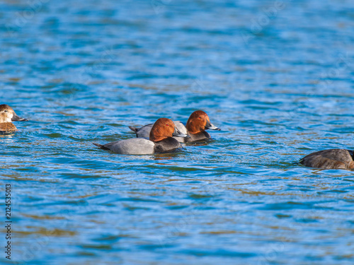 池を泳ぐホシハジロ