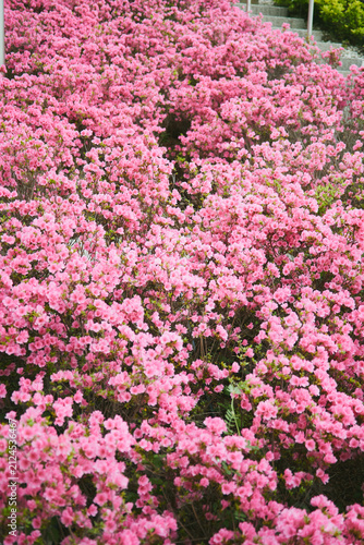 満開に咲き誇る鮮やかなピンクのツツジの花（背景素材）
