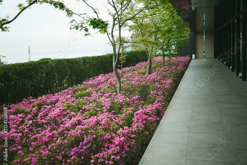 満開に咲き誇る鮮やかなピンクのツツジの花（背景素材）
