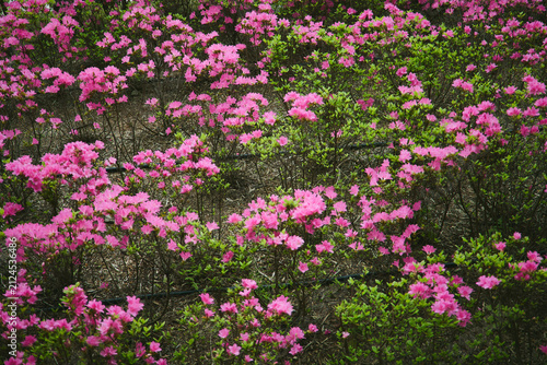 満開に咲き誇る鮮やかなピンクのツツジの花（背景素材）
